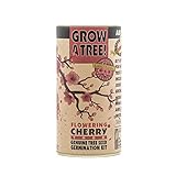 Flowering Cherry | Parks Collection | Tree Seed