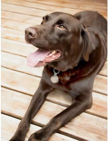 EBlank 5D Diamond Painting Full Drill The Labrador DIY Diamond Paint by Kit for Home Wall Decoration
