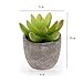 T4U Artificial Succulent Plants Potted, Mini Fake Succulent Plants in Pots for Home Office Wedding Decoration Pack of 6