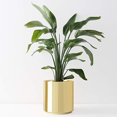 PEACH & PEBBLE 12 Inch Gold Ceramic Planter. Classic Cylinder Plant Pot
