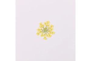 YUNZHI 100pcs/pack Ammi majus Natural Pressed Dried Flower for Resin Jewelry Making, Soap and Candle Making, Scrapbooking DIY (Yellow)