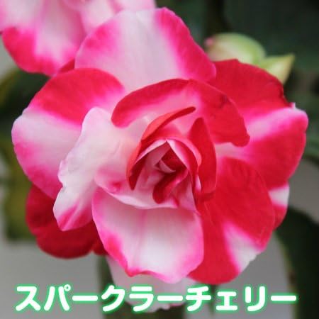 Amazon お好きな色を選んでね カリフォルニアローズ フィエスタ １株 スパークラーチェリー 花