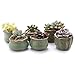 T4U Small Green Ceramic Succulent Planter Pots with Drainage Hole Set of 6, Spring Glaze Porcelain Handicraft Plant Holder as Gift for Mom Sister Daughter for Home Office Garden Desktop Decoration