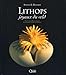 Lithops : Joyaux du veld by 