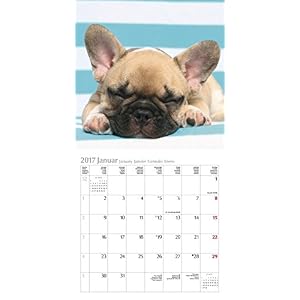 Französische Bulldogge 2017. Broschürenkalender