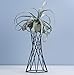 Tabletop Metal Big Air Plant Holders Big Air Plant Stands Air Plant Containers Air Plant Racks Tillandsia Stands Tillandsia Holders Tillandsia Racks (Black)thumb 3