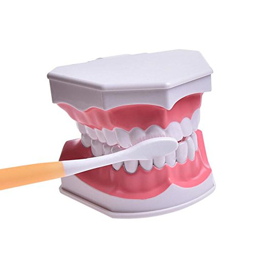 Wecando Dental Tooth Brushing Model for Teaching Demo Equipment with Removable Lower Teeth Educational Materials Dentist Tool