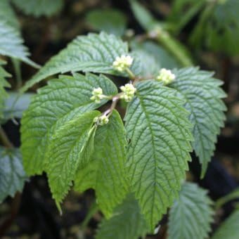 Amazon 山菜 ウワバミソウ ミズ 苗3 5寸ポット 野菜