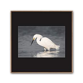 signwin Framed Canvas Wall Art A Bird Standing...