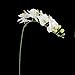 Tinksky Simulation Butterfly Orchid Artificial Flower Plant Home Decoration (White)