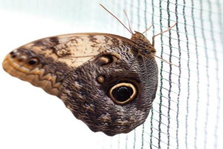 Nutley's 5 x 2 m Butterfly Netting