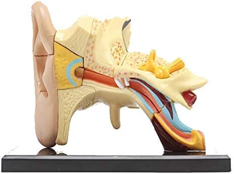 QIAN4 17 Parts Ear Anatomy Model Model Medical Simulation Human Anatomy, Multi-Colored, 7cm/2.8", Medical Organ Structure Hearing System Educational Training Aid