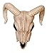 Crazy Bonez Ram Skull Halloween for Indoor and Outdoor Haunted House Skeleton Prop Decoration