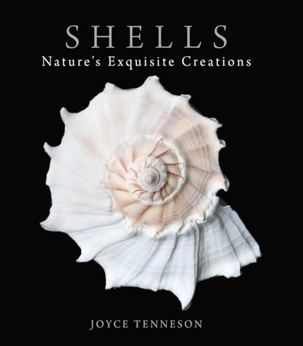 The Encyclopedia of Shells: Wye, Kenneth R.: 9780785812333: Amazon