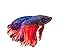 Betta Splendens Siamese Male Fighting Fish - Assorted Colors | Live Tropical Aquarium Fish