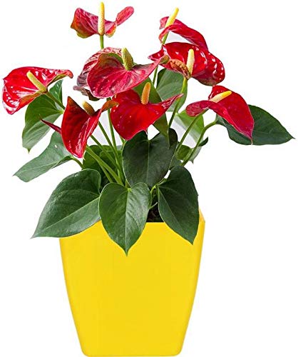 Antier 2 Inch Plastic Planter/Table top Planter/Flower Pot (Yellow, Pack of 1) Plant Container Set