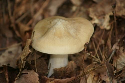 Amazon 国産天然 キノコ うらべにほていしめじ 一本しめじ 300g 奥会津旬彩館 しめじ 通販