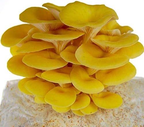 Grow Your Own Mushrooms Kit - Colonized Golden Oyster Mushrooms - up to 4 lbs