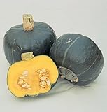 David's Garden Seeds Squash Winter Buttercup D2416A (Orange Flesh) 50 Organic Seeds
