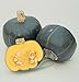 David's Garden Seeds Squash Winter Buttercup SL2416 (Orange) 50 Heirloom Seeds
