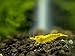 Aquatic Arts 10 Live Neon Yellow Shrimp (Neocaridina davidi - 1/2 to 1 Inch Long)