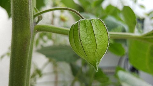 Wall Art Impressions Quality Prints - Laminated 42x24 Vibrant Durable Photo Poster - Physalis Fruit Food Healthy Vitamins Close Macro Eat Berry Plant Green Sweet Nature