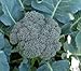 Broccoli Waltham 29 Great Heirloom Vegetable By Seed Kingdom BULK 10,000 Seeds