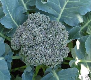 Broccoli Waltham 29 Great Heirloom Vegetable By Seed Kingdom BULK 10,000 Seeds
