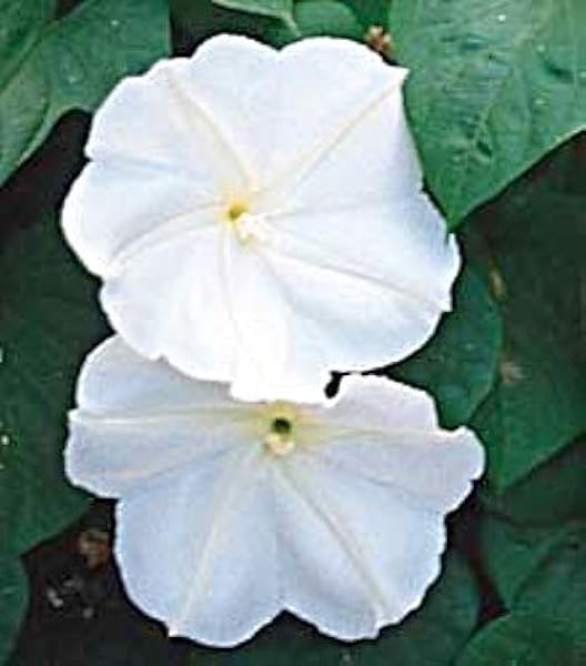 Amazon Com Giant White Moonflower Seeds Seed Ipomoea Alba Flowering Plants Garden Outdoor