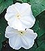 Giant White Moonflower 20 Seeds/Seed Ipomoea alba