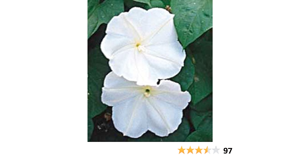 Giant White Moonflower Seeds Seed Ipomoea Alba Flowering Plants Garden Outdoor Amazon Com