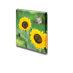 Canvas Prints Wall Art - Sunflower in Spring with Butterfly - 12" x 12"