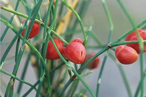 500 Seeds: ephedra sinica 10/50/100/250/500 Seeds, ma-Huang Medicinal Mormon Tea, herb