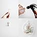 Mkono 6 Pack Glass Wall Hanging Planter Globe Air Plants Terrariums Wall Mounted Plant Vase Indoor for Home Office Living Room Decor, 4.72