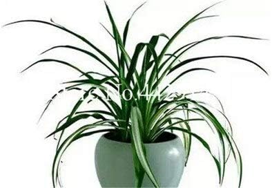 Amazon Co Jp 0個レモングラス盆栽ハーブ食用レモングラスキッチン野菜薬用は 豆類のポタジエをgraines 13 ホーム キッチン