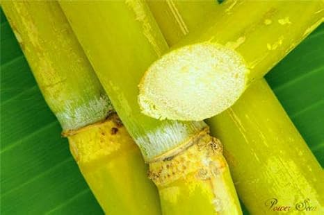 Amazon Co Jp 発芽seeds 0pcsのタイサトウキビの種 ホーム キッチン