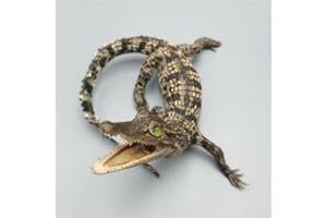 CLLOEAT Taxidermy Real Animals Skulls, Real Bones Specimen, Taxidermy Supplies for Science Education, Special Gift, DIY Home&Office Decor (Style 1)