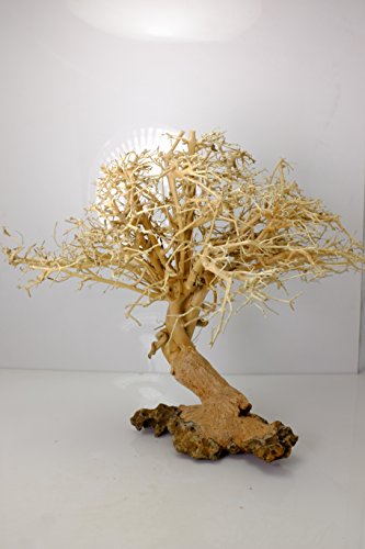 Bonsai Driftwood Aquarium Tree (12 Inch height) Natural, Handcrafted Fish Tank Decoration | Helps Balance Water pH Levels, Stabilizes Environments | Easy to Install