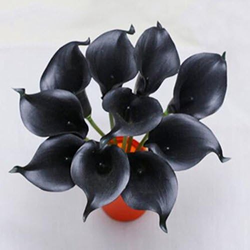 Teaio Flower Seeds, Calla Lily Seeds Rare Flower Seeds Bonsai Potted Plant Perennial Flowers, 100pcs/Pack