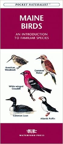 Maine Birds An Introduction To Familiar Species Pocket - 