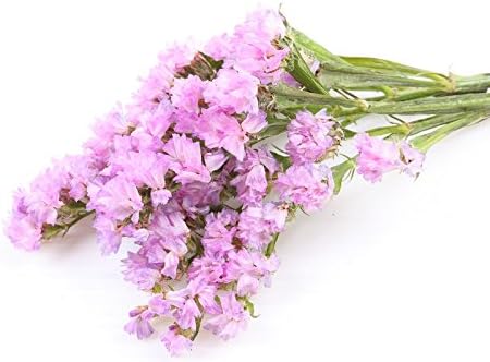 Statice Rose Lavande De Mer Ecorce De Notch Feuille De Romarin 105 Graines Amazon Fr Jardin