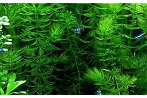 Marcus Fish Tanks 3X Oxygenating Hornwort Coontail Ceratophyllum Demersum