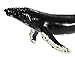 Safari Ltd. Humpback Whale Figurine - Lifelike 14