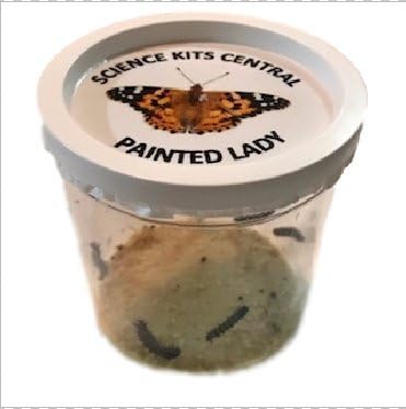 Live Butterfly Caterpillars with Food - Raise Live Painted Lady Butterflies - Kids Experience Nature at Home - Learn about Metamorphosis