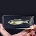 REALBUG Big Head Carp Fish Paperweight (4.4x1.6x1.1)