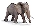 African Elephant male