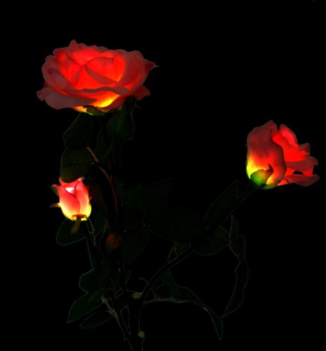 Solaration8482; Solar Pink Rose Flower Lights Outdoor Decorative Lights Year-round, Great Gift!