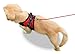 Copatchy No Pull Reflective Adjustable Dog Harness With Handle- Comfortable Soft All Weather Mesh, Easy On Puppy Harness For Small Medium and Large Dogs (Red) Medium
