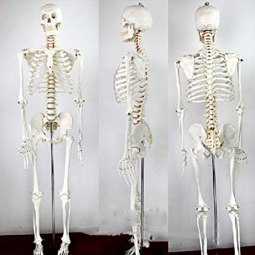 教育モデル170cm人間の骨格モデル骨格標本モデルアートアート痛み学校のための部門 値引き