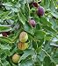 15 Seeds Jujube Plant, Chinese Date, Tsao Ziziphus Jujuba Spinosa Date Tree